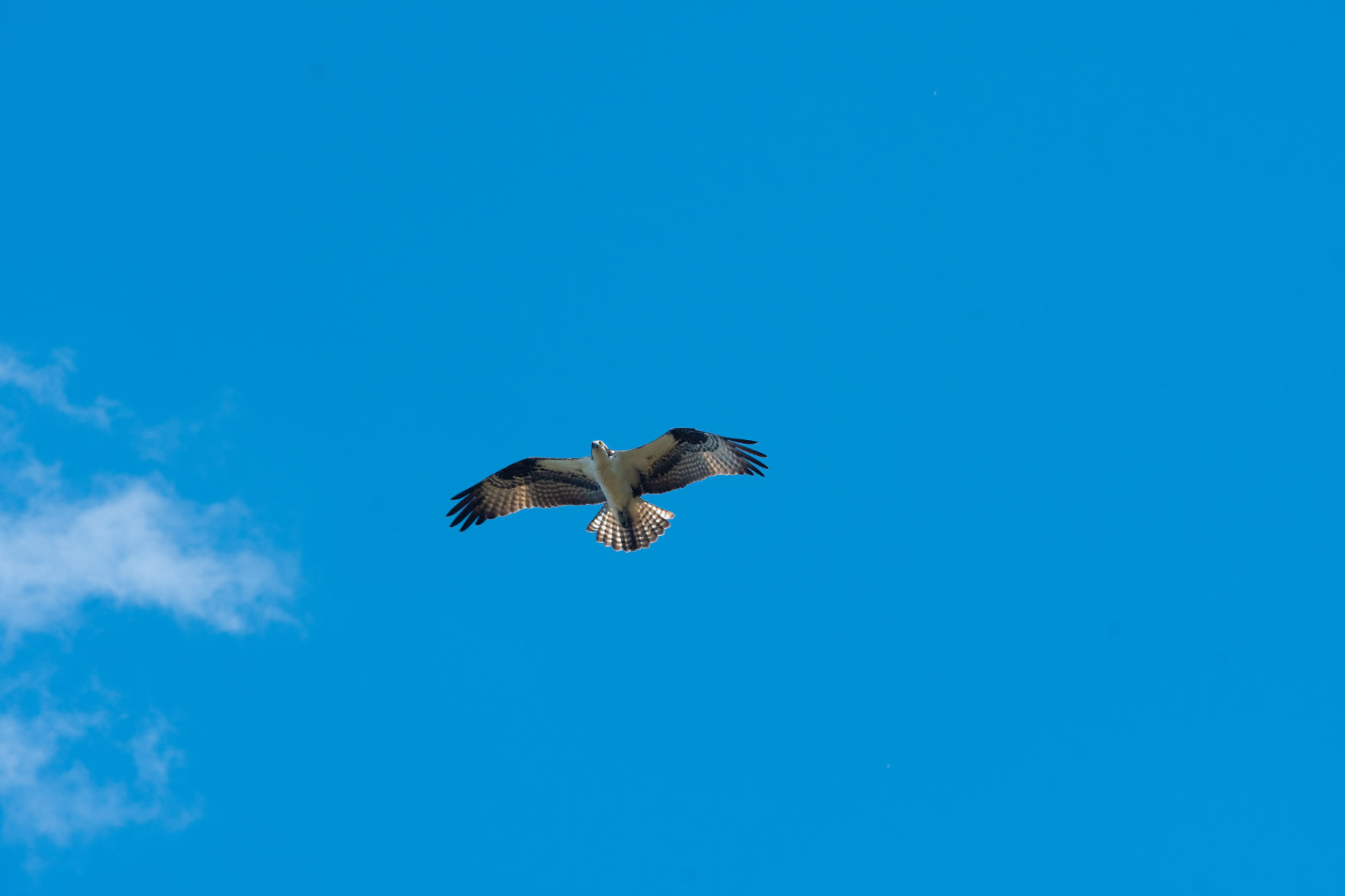 Osprey flies over Bethany Beach Nature Center